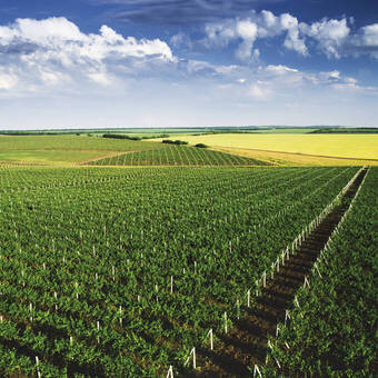 Endlose Weinreben prägen die Landschaft Moldawiens 