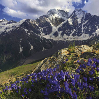 Bergblumen im Kaukasus 