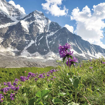 Blühende Kaukasus-Landschaft 