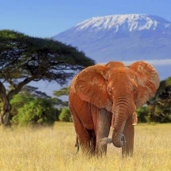 Schlammgebadeter Elefant vor dem Kilimanjaro 