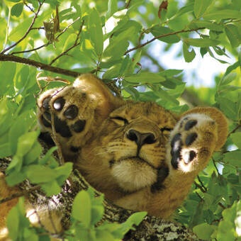 Baumlöwe in luftiger Höhe 