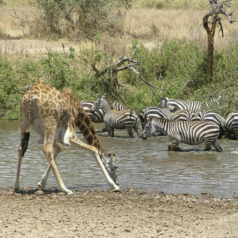 Etosha Nationalpark, gemeinsames Durstlöschen 