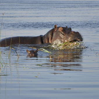 Nilpferdbaby im Visir seiner Mutter 