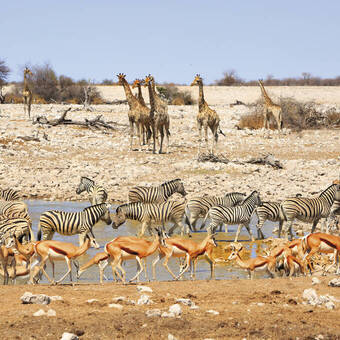 Am Wasserloch im Etosha-Nationalpark 