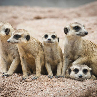 Tierische Begegnungen in Südafrika 