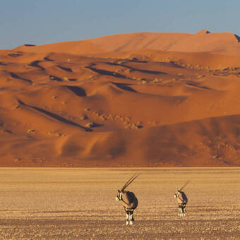 Die roten Dünen der Namib Wüste © Getty Images/iStockphoto