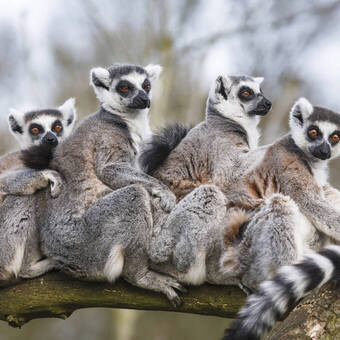 Ringelschwanzlemuren auf Madagaskar 