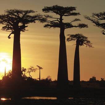 Baobab-Allee im Sonnenuntergang 