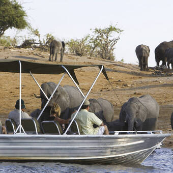 Elefantenherde am Chobe Flussufer 