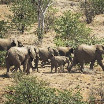 Elefantenherde im Damaraland 