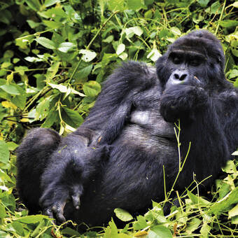 Berggorillas in Uganda 