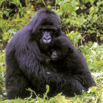 Gorilla-Weibchen mit Jungtier 
