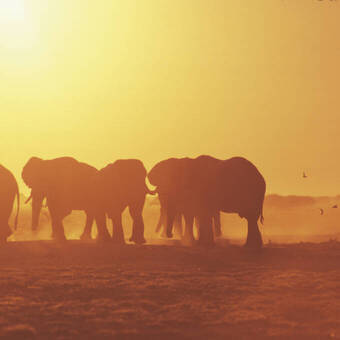 Elefantenherde im Sonnenuntergang 