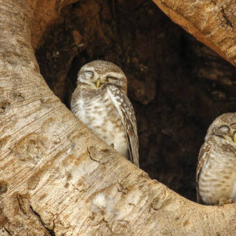 Niedliche Eulen im Kanha-Nationalpark 