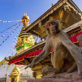 Affe auf der Swayambhunath Stupa 