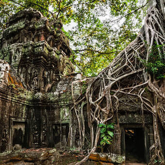Ta Prohm-Tempel mit riesigem Banyan-Baum im Angkor Wat-Komplex © PerfectLazybones - stock.adobe.com