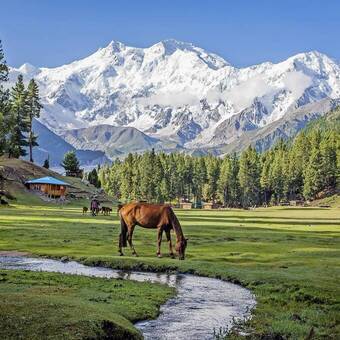 Märchenwiese vor dem Nanga Parbat 