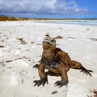 Meerechse aus den Galapagos-Inseln © PantherMedia / sunsinger