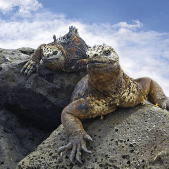 Meerechsen auf Galápagos 