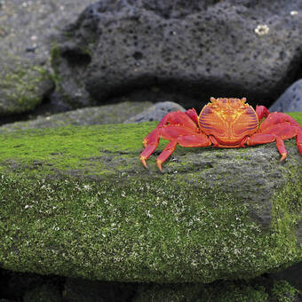 Farbenfrohes Tierleben 