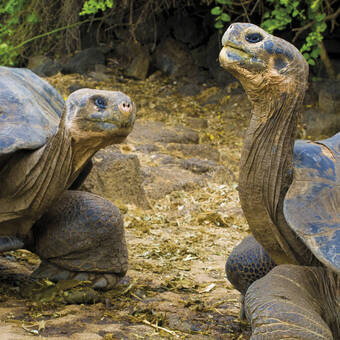 Riesenschildkröten auf Galápagos 