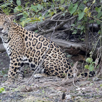 Jaguar auf der Ranch bei San Miguelito  