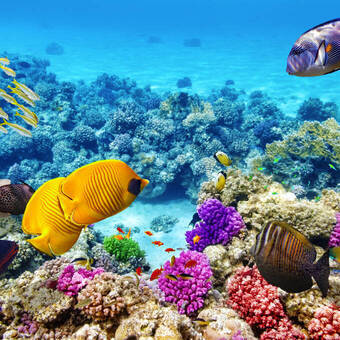 Great Barrier Reef © Brian Kinney - stock.adobe.com
