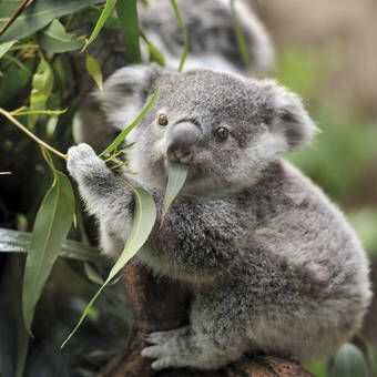 Junger Koala 