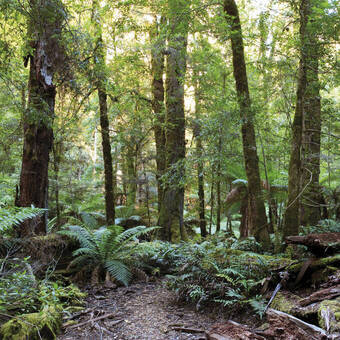 Wanderweg im Regenwald, Queensland 