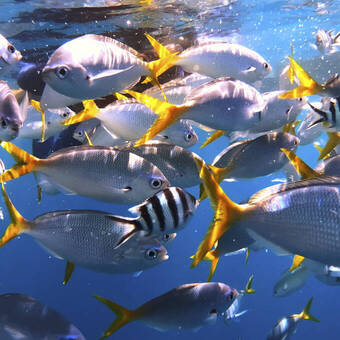 Unterwasserwelt in Palau 