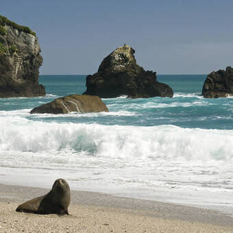 Tierbeobachtung am Munro Beach, Westküste 