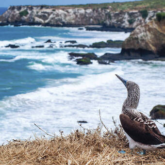 Ein Blaufußtölpel genießt die Aussicht 