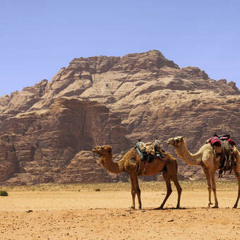 Kamele im Wadi Rum 