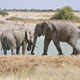 Elefanten im Etosha-Nationalpark 