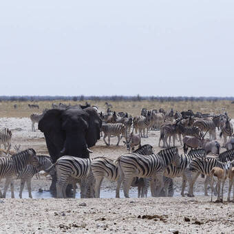 Großer Andrang am Wasserloch 