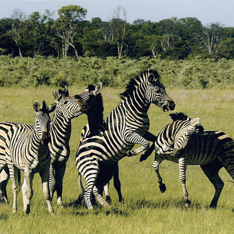 Zebras im Krugerpark 