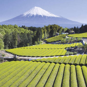 Teeplantagen am Fuß des Fuji 