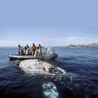 Hautnahe Begegnung mit einem Grauwal 