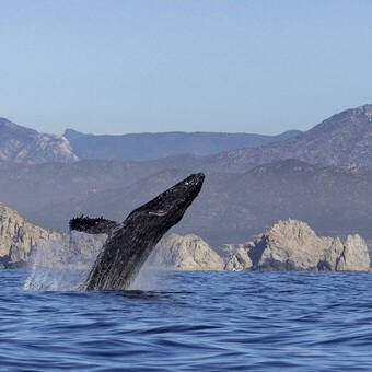 Buckelwal vor Cabo San Lucas 