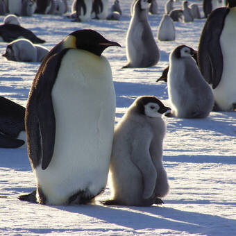 Kaiserpinguin mit Jungem im Weddell-Meer 
