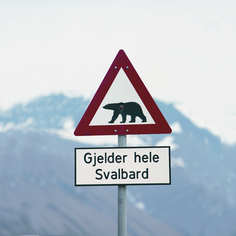 Vorsicht Eisbär 