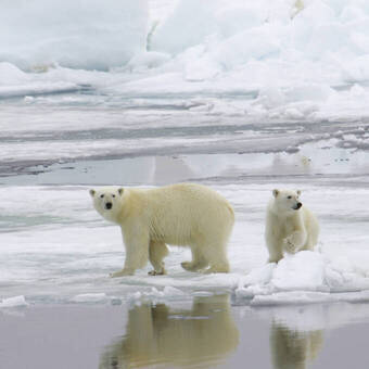 Eisbären-Begegnung im Norden Spitzbergens 