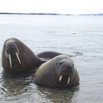 Neugierige Walrosse am Strand 