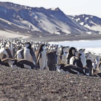 Riesige Pinguinkolonie 