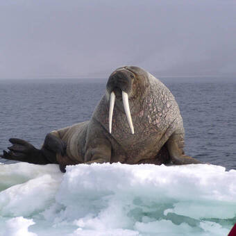 Spitzbergen © Mike Murphy-Oceanwide Expeditions