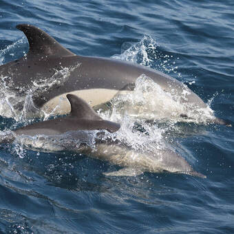 Rhea Delphine © Sailing-Classics