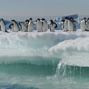 Adeliepinguin © T.Terziev - stock.adobe.com