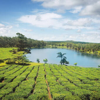 Teeplantagen auf Mauritius 