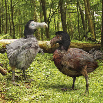 Dodo-Vögel im Wald 