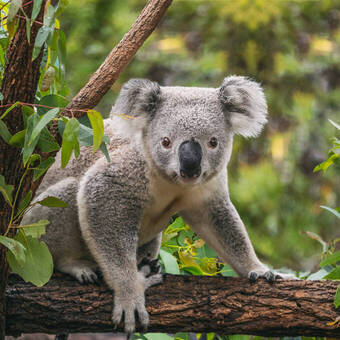 Koala on eucalyptus tree outdoor. © Maridav - stock.adobe.com